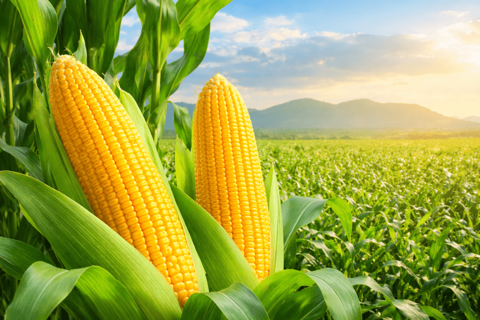 investment-seed-round